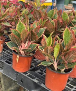 AGLAONEMA KHANZA