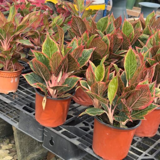 AGLAONEMA KHANZA