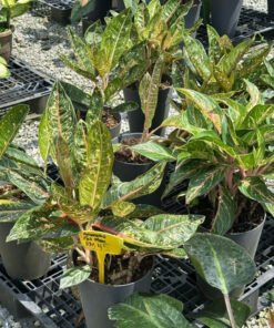 AGLAONEMA PINK MOON