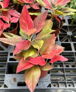 AGLAONEMA RED VEIN HYBRID