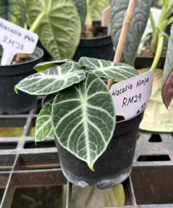 ALOCASIA NINJA