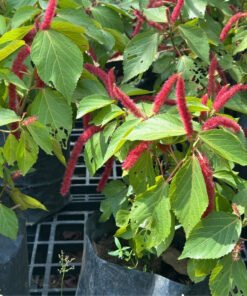 ACALYPHA HISPIDA / EKOR KUCING
