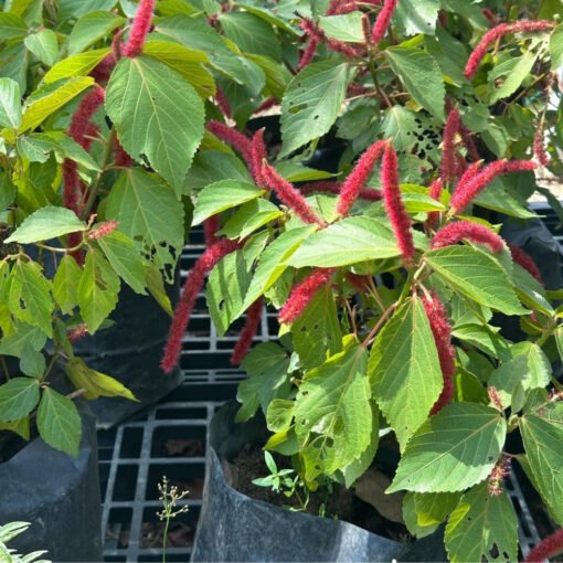 ACALYPHA HISPIDA / EKOR KUCING