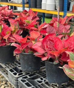 AGLAONEMA SHOCKING RED / SUPER RED (5+1)