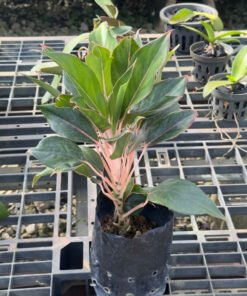 AGLAONEMA GOLDEN LIPSTICK