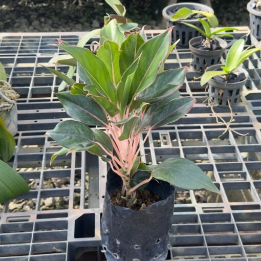 AGLAONEMA GOLDEN LIPSTICK