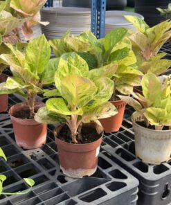 AGLAONEMA PINK EMERALD