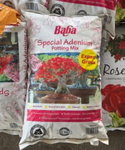 BABA SPECIAL ADENIUM (7L)