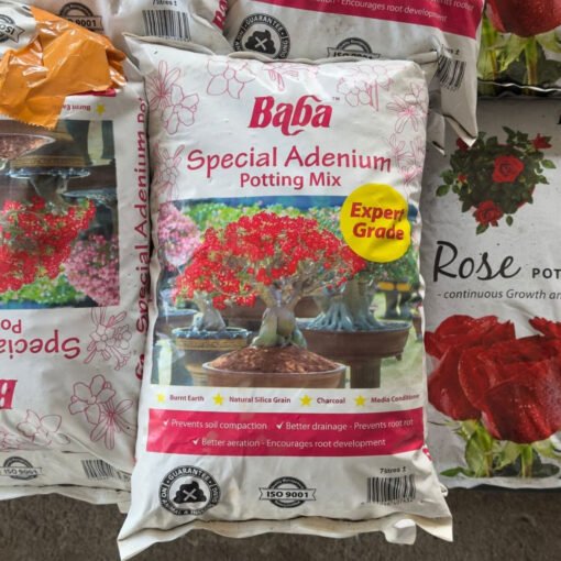 BABA SPECIAL ADENIUM (7L)