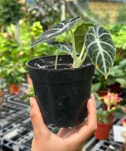 ALOCASIA NINJA