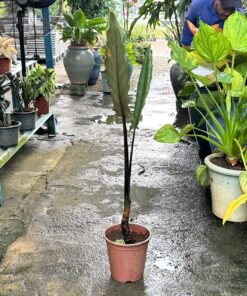 ALOCASIA PURPLE SWORD (L)