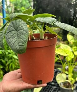 ALOCASIA MELO (M)