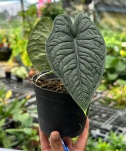 ALOCASIA MELO (S)