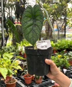 ALOCASIA DRAGON SCALE (M)