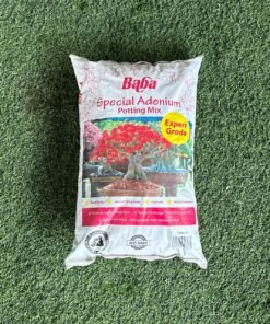 BABA SPECIAL ADENIUM (7L)
