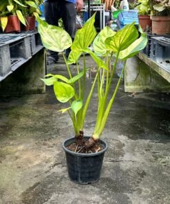 ALOCASIA BANANA SPLIT
