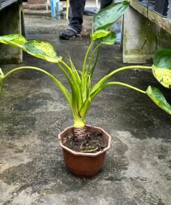 ALOCASIA BANANA SPLIT (S)