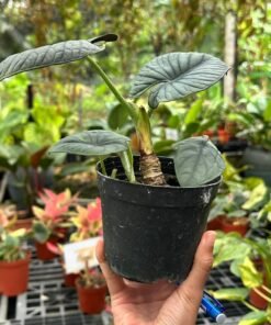 ALOCASIA NEBULA