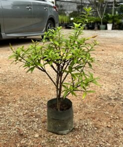 ALLAMANDA